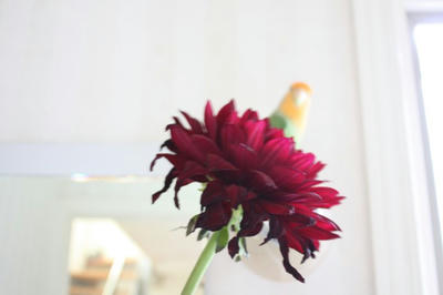 dahlia1.jpg