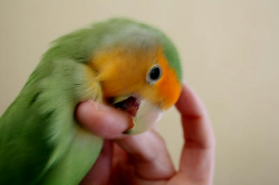 bites.jpg