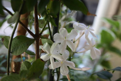 jasmin.jpg