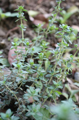 thyme_common.jpg