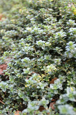 thyme_golden.jpg