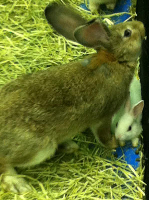 rabbits.jpg