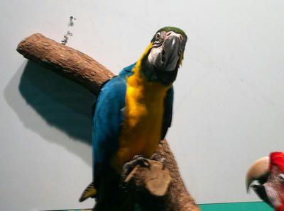 bird.jpg