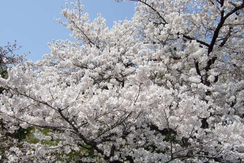 2013年南天満公園その2