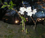 96006f8f.jpg