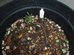 Dscf0009.jpg