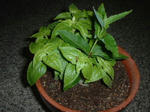 Dscf0004.jpg