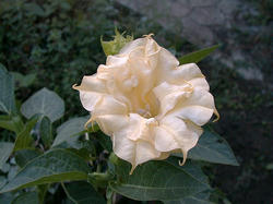 datura.jpg