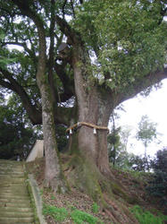 kusu.jpg
