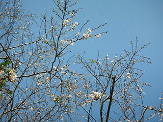 071028_01_sakura.JPG