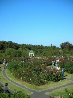 071028_02_rose.JPG