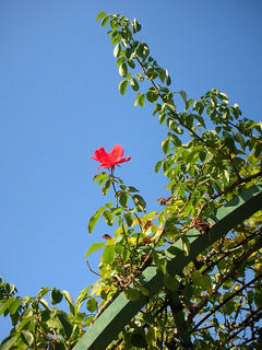 071028_04_rose.JPG