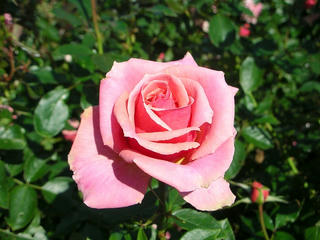 071028_05_rose.JPG
