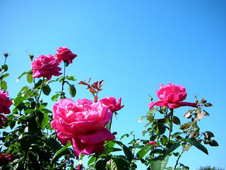 071028_06_rose.JPG