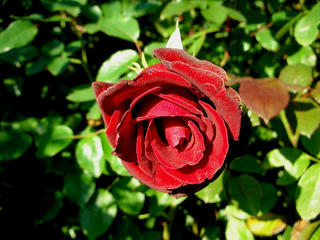 071028_08_rose.JPG