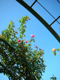 071028_03_rose.JPG