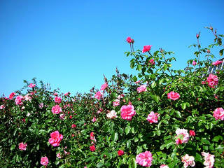 071028_07_rose.JPG