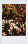 flowercheki.jpg