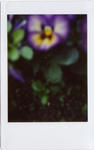 flowercheki2.jpg