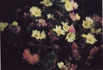 flowertoy.jpg