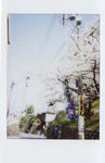 sakura2cheki.jpg