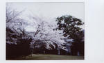 sakura6cheki.jpg
