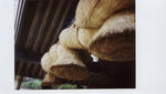 shimane1.jpg