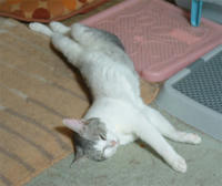 kai034.jpg