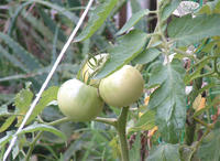 tomato01.jpg