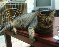 pippi090.jpg
