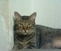 pippi091.jpg