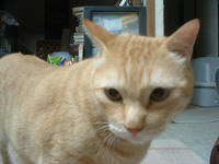 atom090.jpg