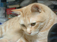 atom091.jpg
