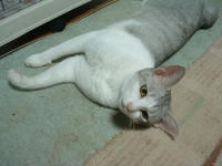 kai041.jpg