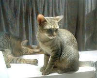 pippisaya008.jpg