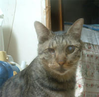 pollon068.jpg