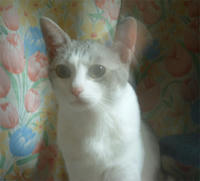 kai044.jpg