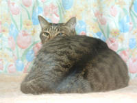 pippi095.jpg