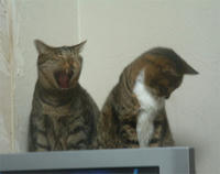 pippichibi016.jpg