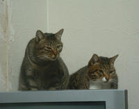pippichibi017.jpg