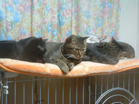pippipollonchibirengekai001.jpg