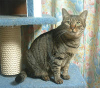 pippi099.jpg