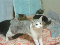 uranmicropollonchibirengekai002.jpg