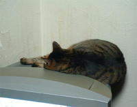 pippi110.jpg
