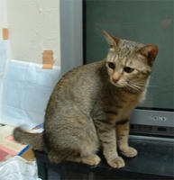 saya055.jpg