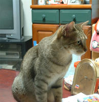 saya060.jpg