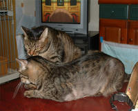 pippipollon019.jpg