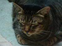 pippi118.jpg