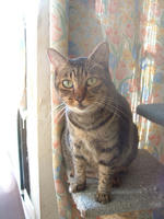 pippi129.jpg