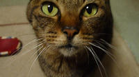 pippi135.jpg